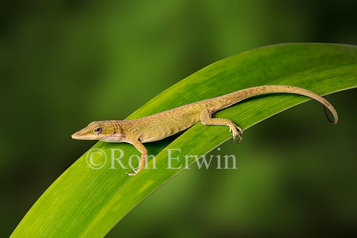 Green Anole
