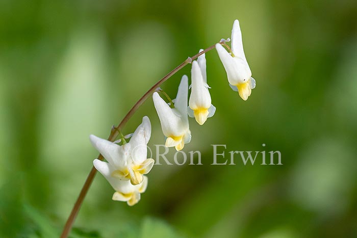 Dutchman's Breeches