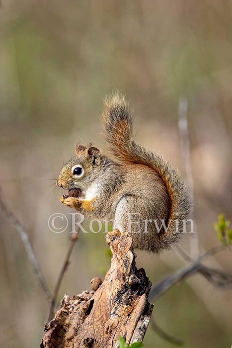 Red Squirrel
