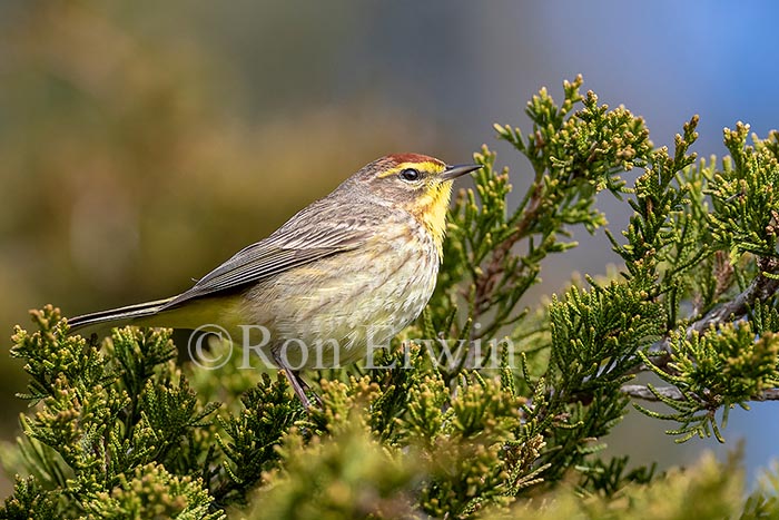 Palm Warbler (Western)