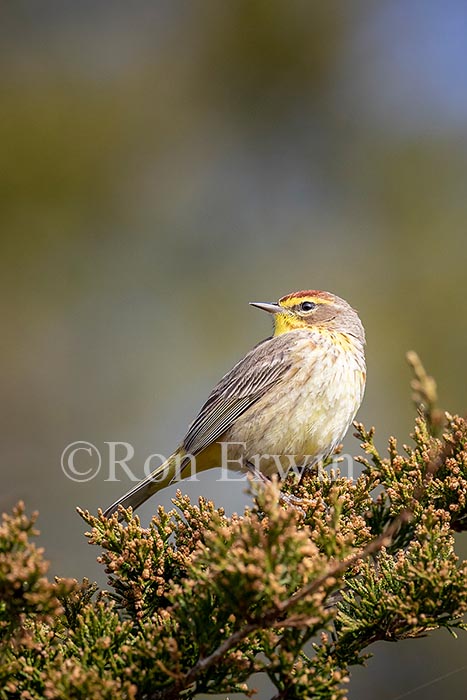 Palm Warbler (Western)