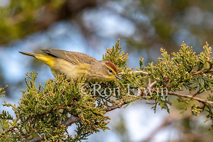 Palm Warbler