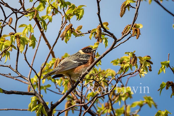 Bay-breasted Warbler