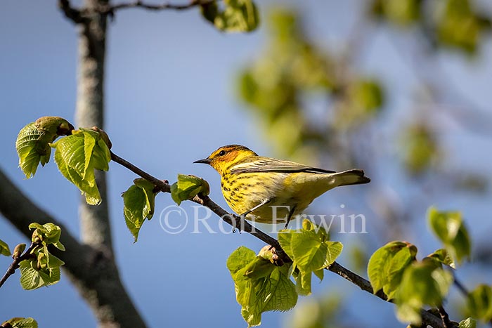 Male Cape May Warbler