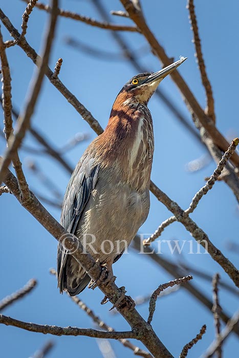 Green Heron