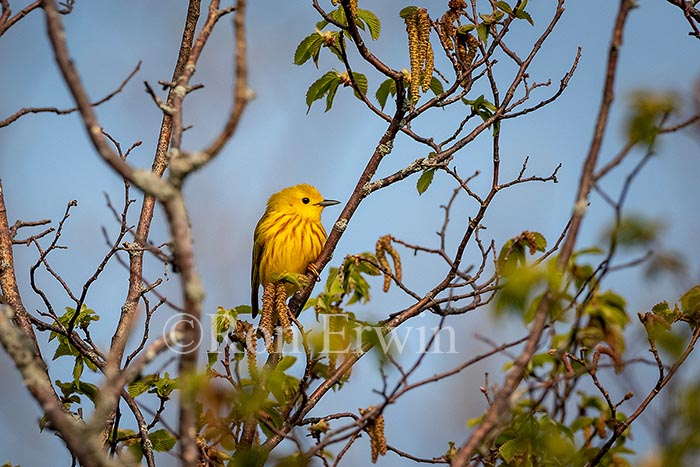 Yellow Warbler Male