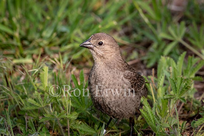 Brown-headed Cowbird Female
