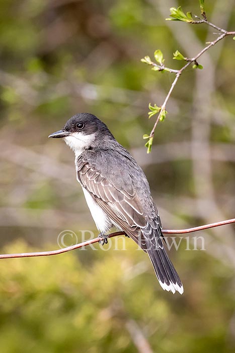 Eastern Kingbird