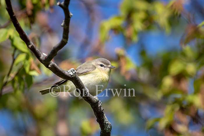 Philadelphia Vireo