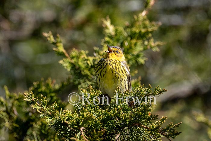 Cape May Warbler Male