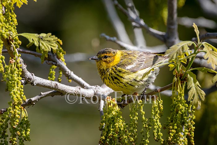 Cape May Warbler Male