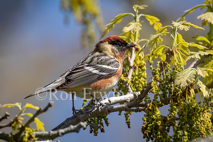 Bay-breasted Warbler