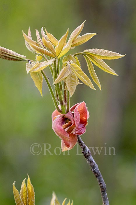 Shagbark Hickory Bud Scales