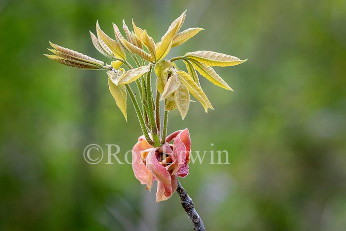 Shagbark Hickory Bud Scales