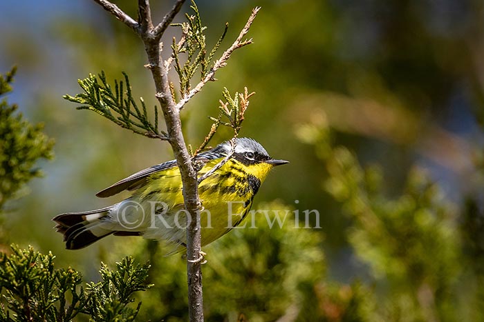 Magnolia Warbler Male