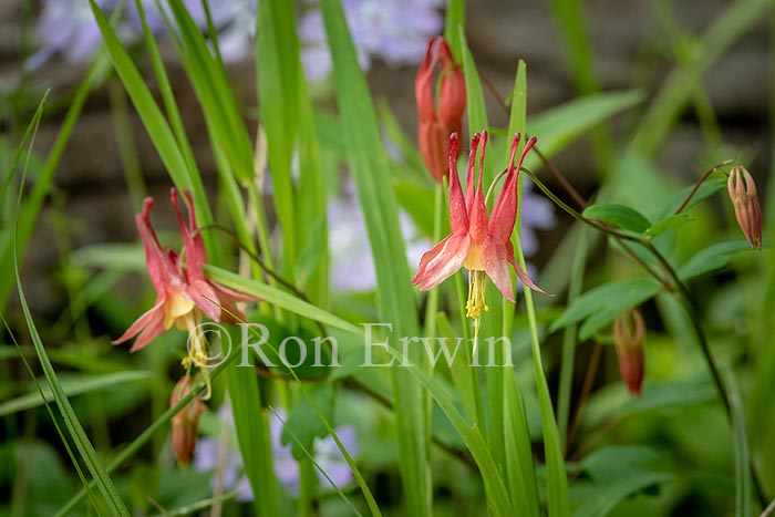 Wild Columbine and Wild Blue Phlox