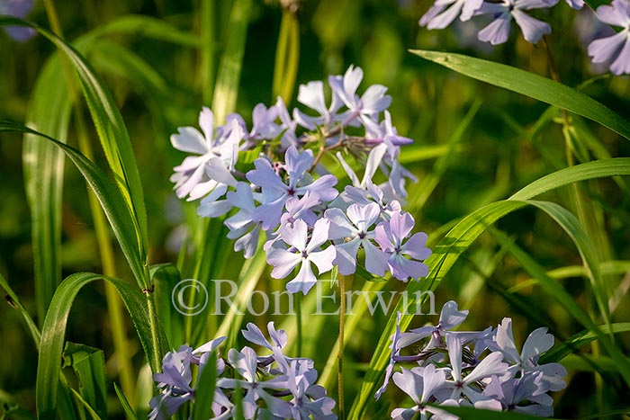 Wild Blue Phlox