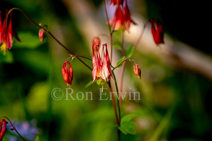 Wild Columbine