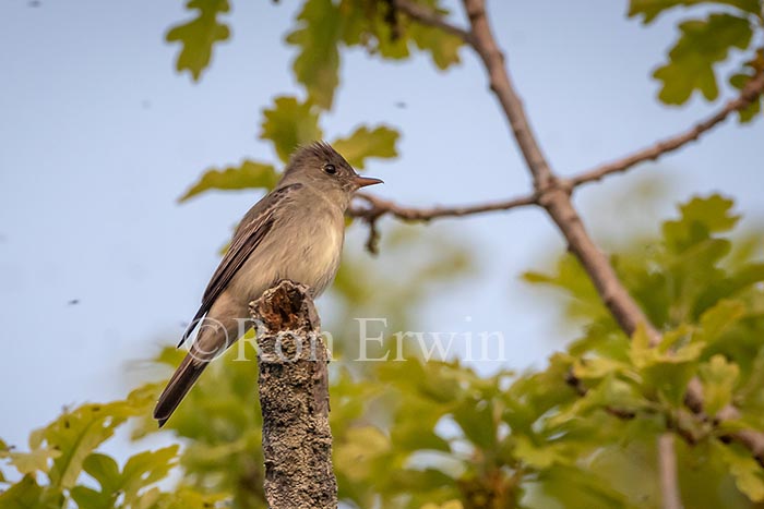 Eastern Wood-Pewee