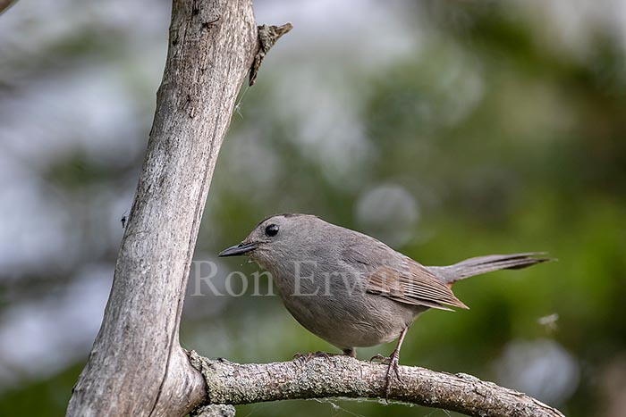 Gray Catbird