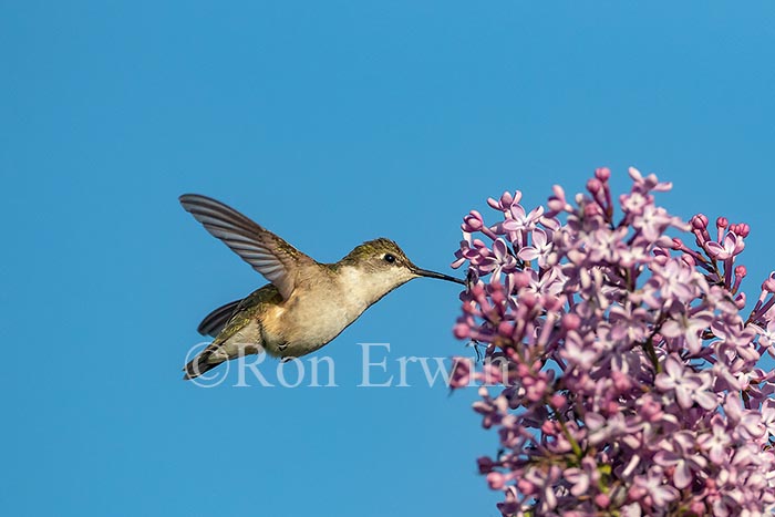 Ruby-throated Hummingbird  Female