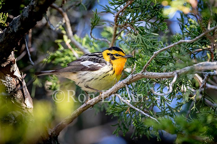  Blackburnian Warbler Male