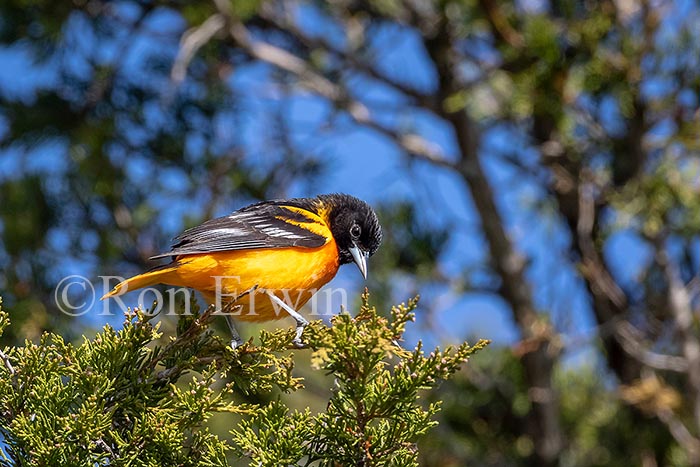 Baltimore Oriole Male