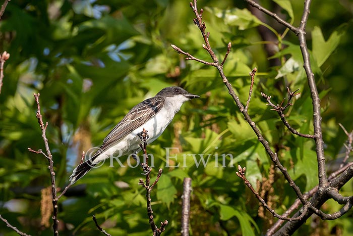Eastern Kingbird