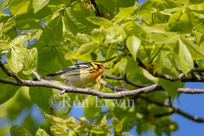 Blackburnian Warbler Male