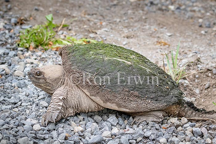 Snapping Turtle