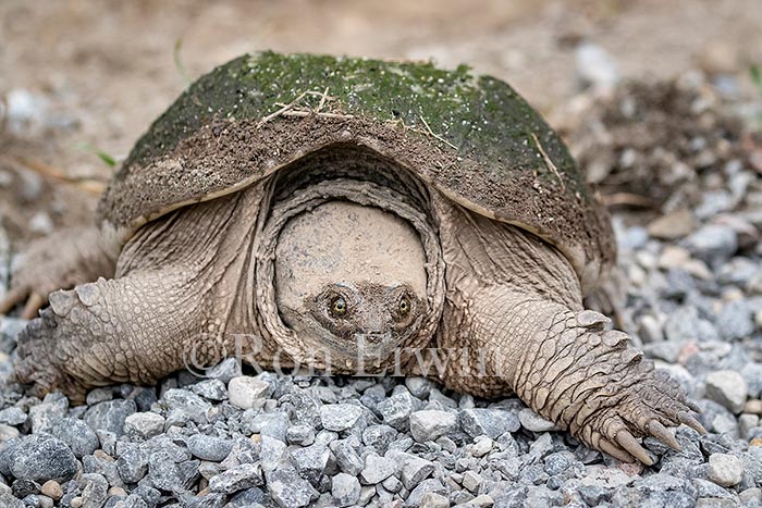 Snapping Turtle