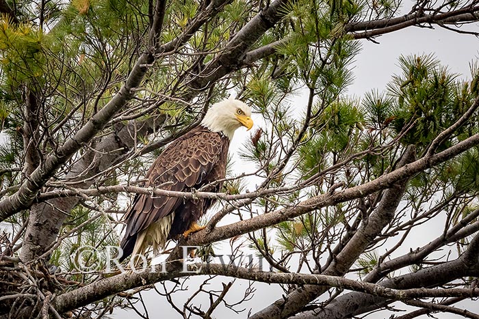 Nesting Adult Bald Eagle
