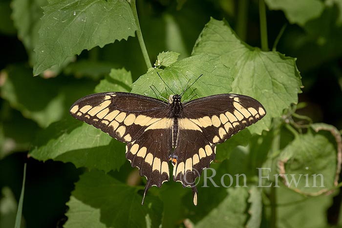 Giant Swallowtail
