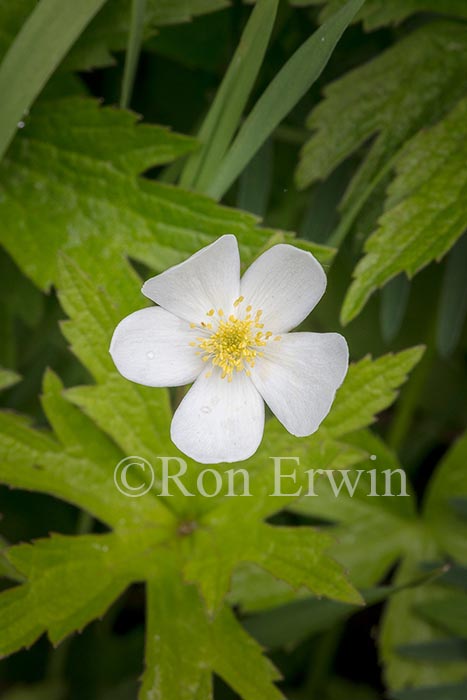 Canada Anemone
