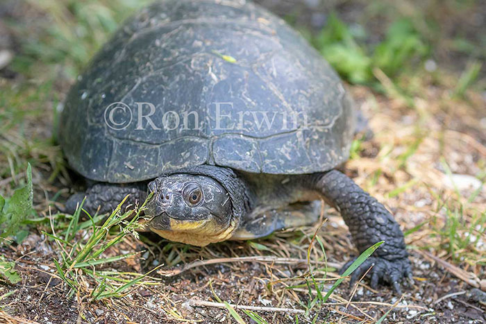 Blanding’s Turtle