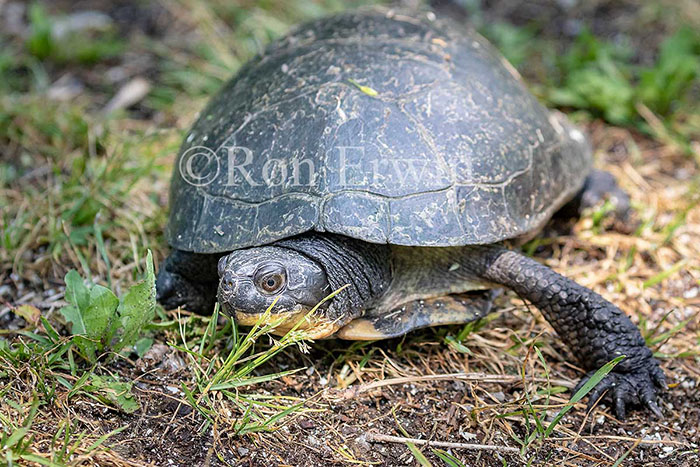 Blanding's Turtle