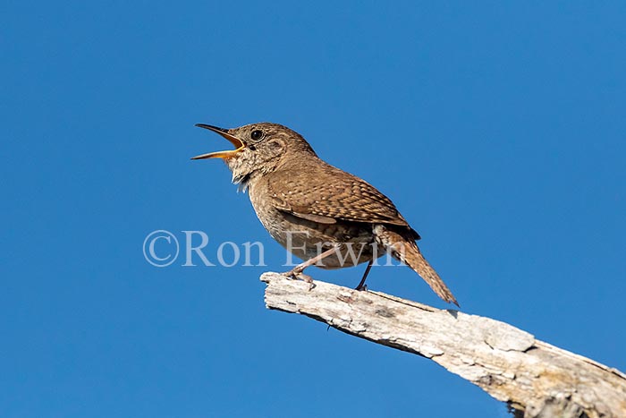House Wren