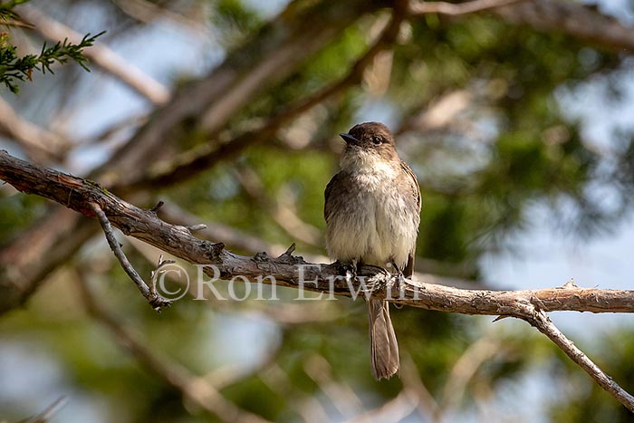 Eastern Phoebe