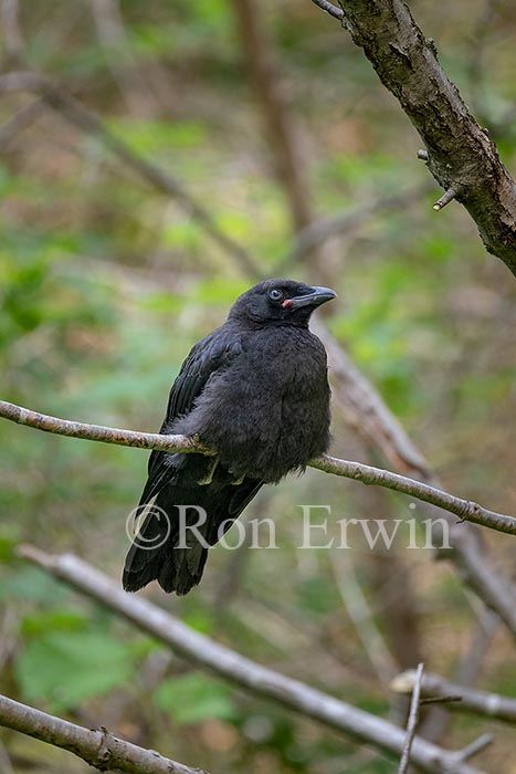 Fledgling American Crow