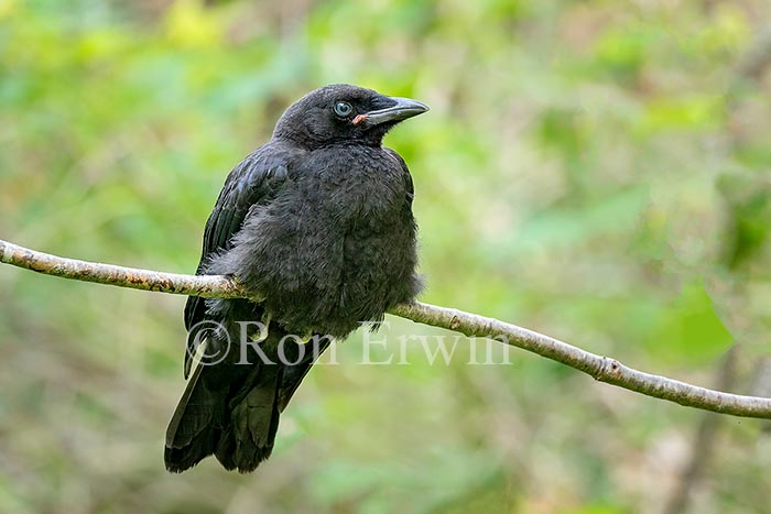 Fledgling American Crow