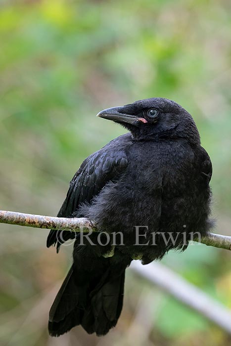 Fledgling American Crow