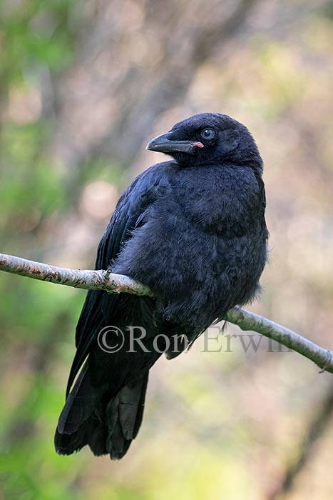 Fledgling American Crow