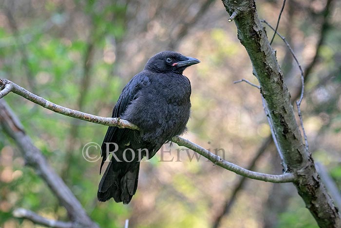 Fledgling American Crow