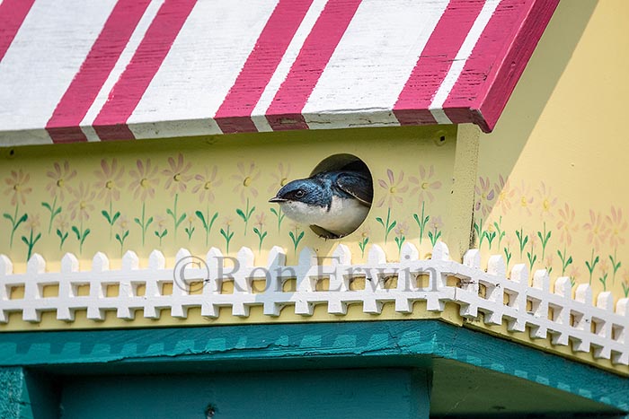 Tree Swallow
