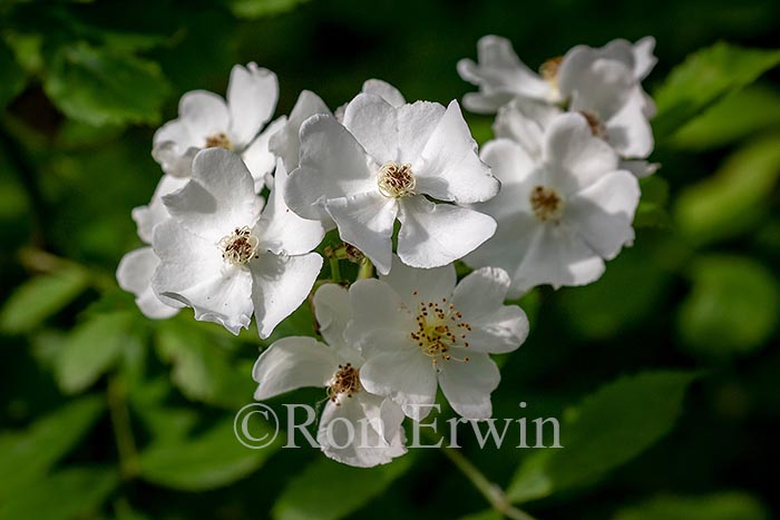 Multiflora Rose