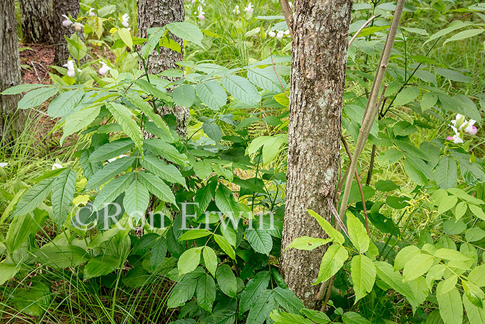 Black Ash Tree
