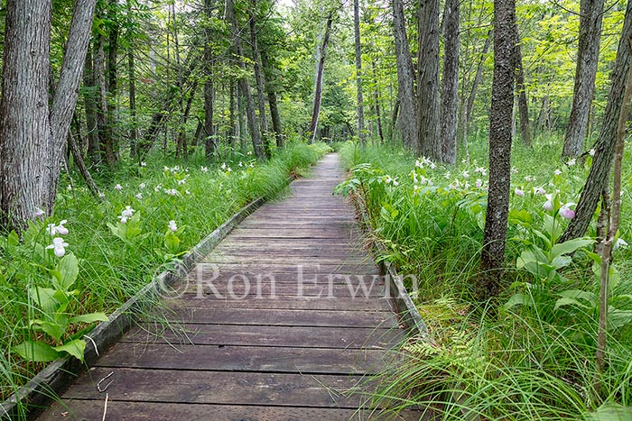 Showy Lady's Slippers