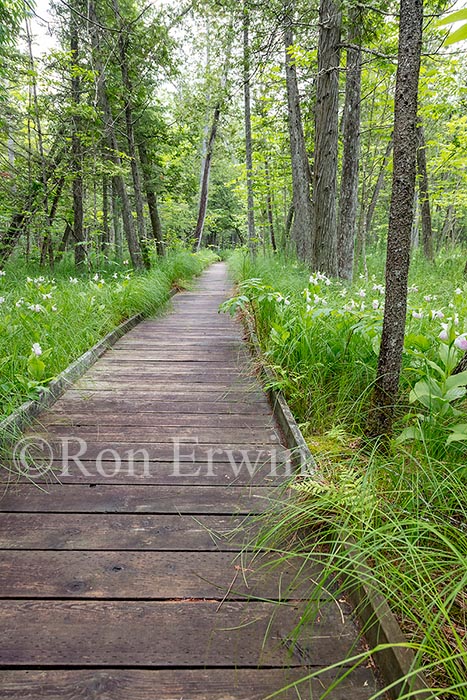 Showy Lady's Slippers