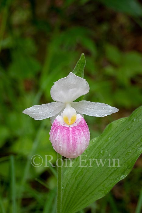 Showy Lady's Slippers