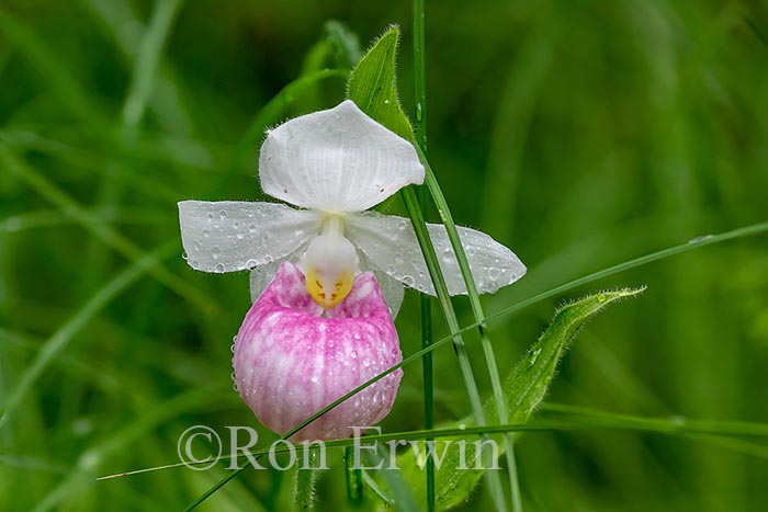 Showy Lady's Slippers